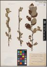 Foto von Salix aurita L. x Salix caprea L.